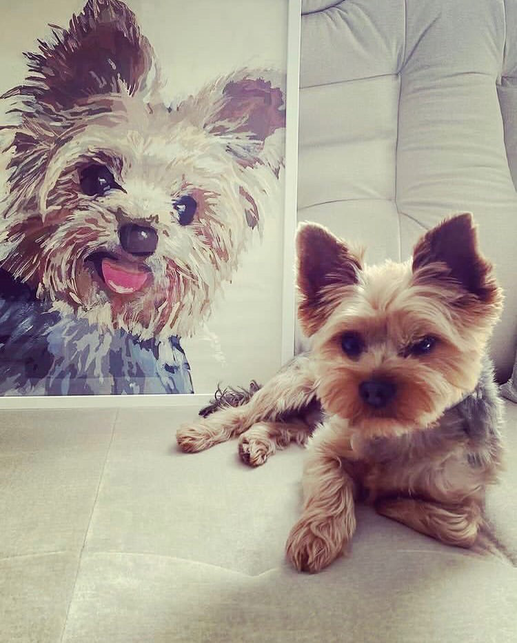 Yorkshire terrier kanapén, a róla készült kép mellett